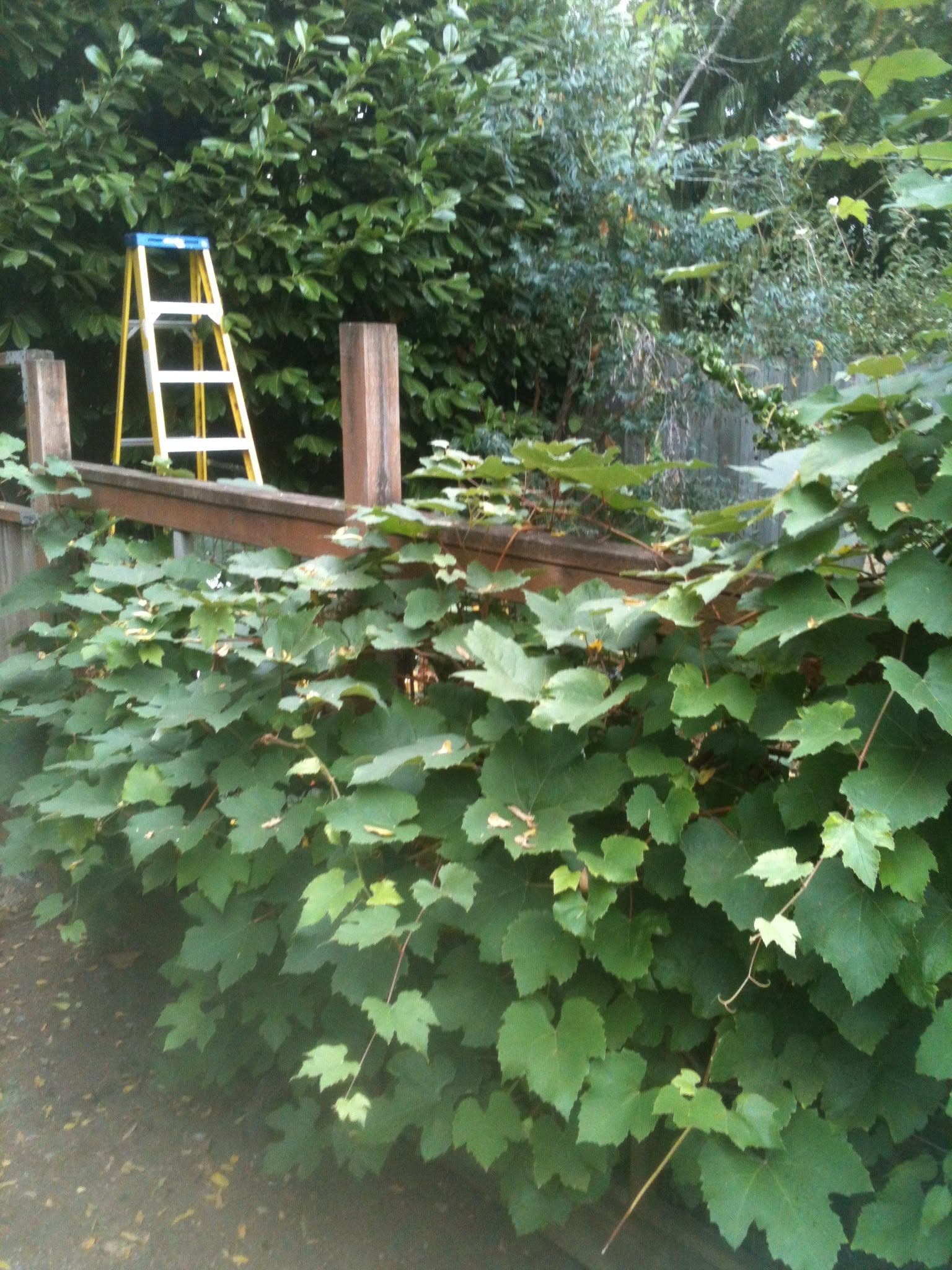 New wood beam and posts for an overhead arbor, partly covered in grape vines, ladder set up behind a hedge