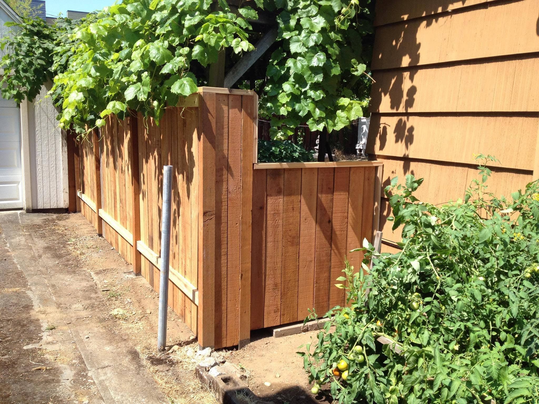 Vertical cedar privacy fence and matching gate under a grape arbor, hostas planted along the base