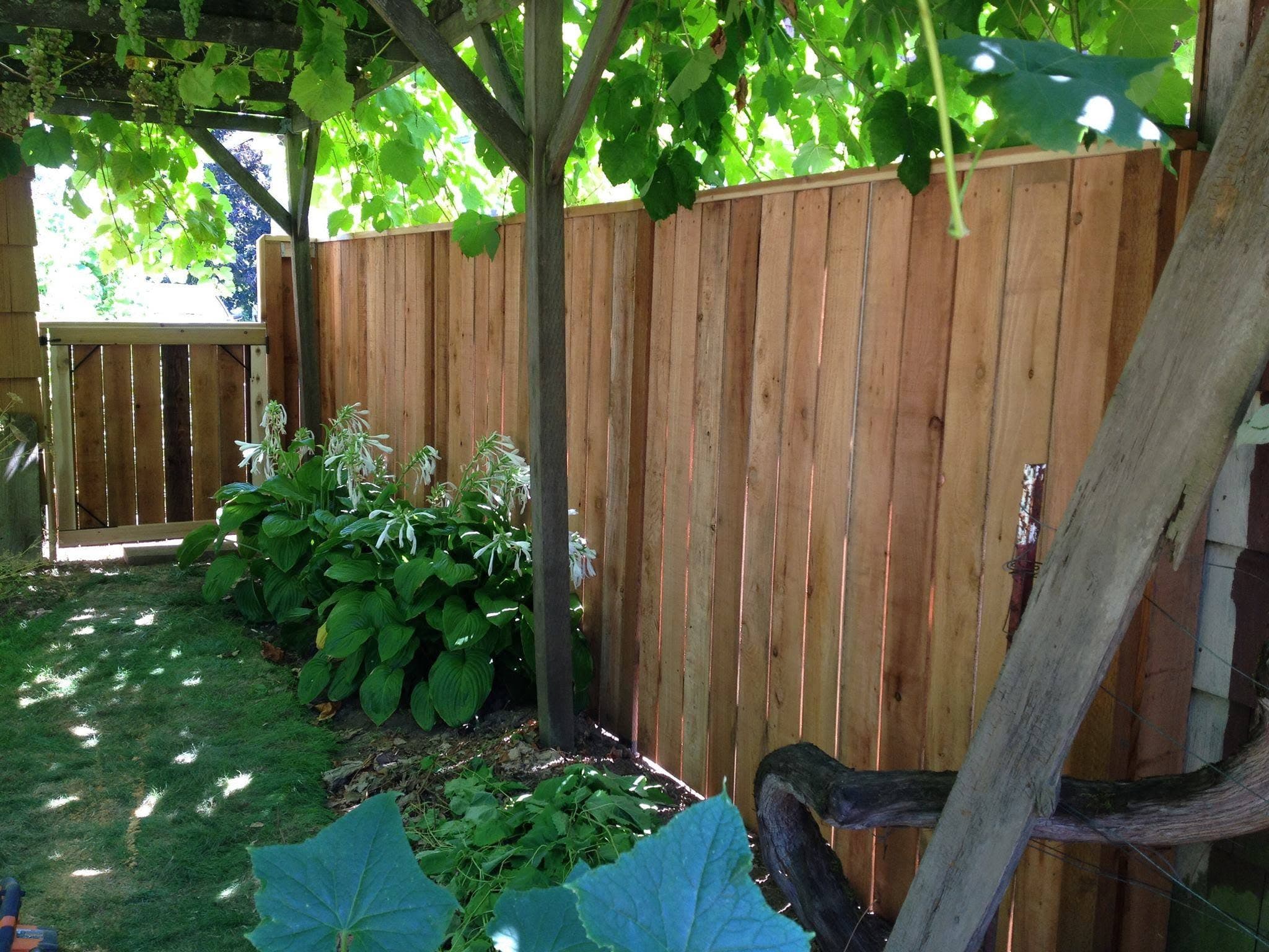Cedar fence and gate under a grape arbor, closer view from the garden with a grapevine trunk in the foreground